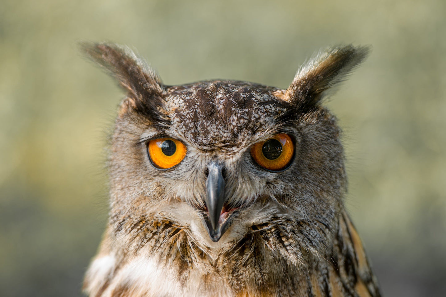 Hibou Grand Duc d'Europe regarde le photographe, photo à télécharger
