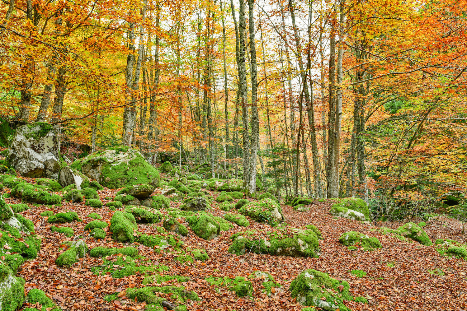 L'Automne dans les Pyrénées Béarnaises