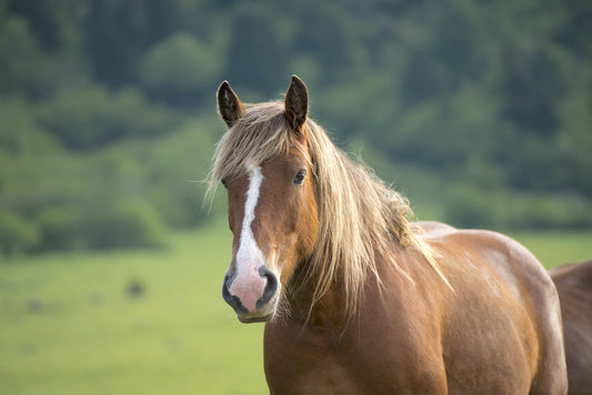 Caballo de tiro en los pastos de verano mira al fotógrafo, foto para descargar