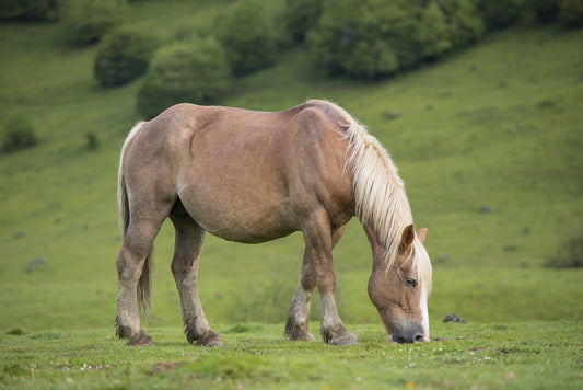 Caballo de tiro en pastos de verano pastando en pastos, foto para descargar