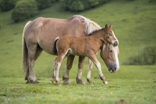 2 draft horses in the summer pastures, a mare and her foal in the pastures, photo to download