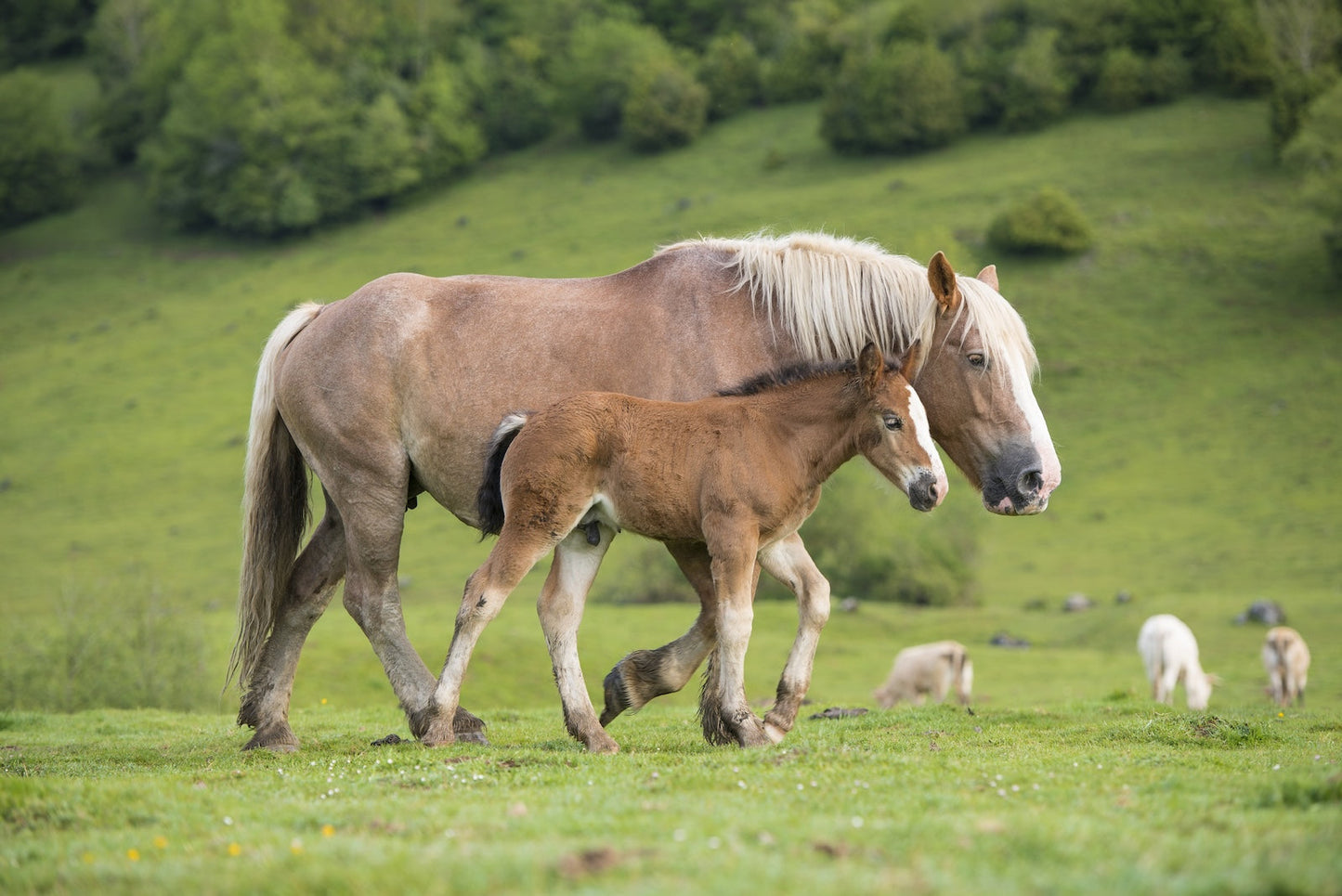 2 Chevaux de trait en estive, une jument et son poulain dans les pâturages se déplacent, photo à télécharger