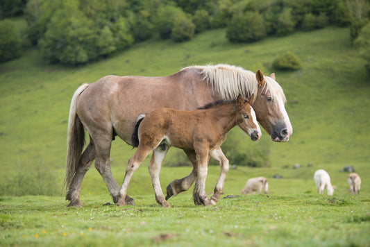 2 draft horses in the summer pastures, a mare and her foal moving around in the pastures, photo to download