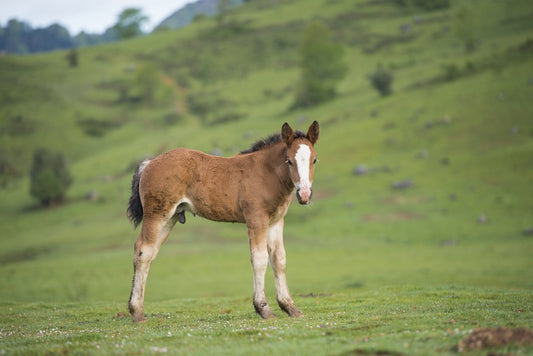 A foal in the summer looks at the photographer, photo to download