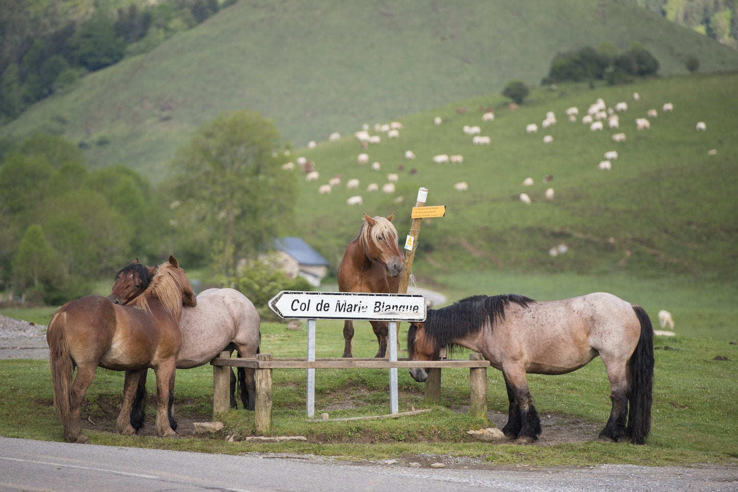 Los caballos de tiro en los pastos de verano de la meseta de Bénou rodean el cartel del “Col de Marie Blanque”, foto para descargar