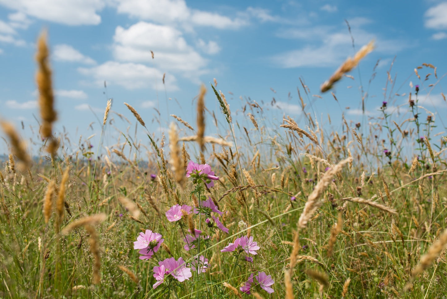 Photo d'un champ fleuri dans la campagne Béarnaise - Photo à télécharger