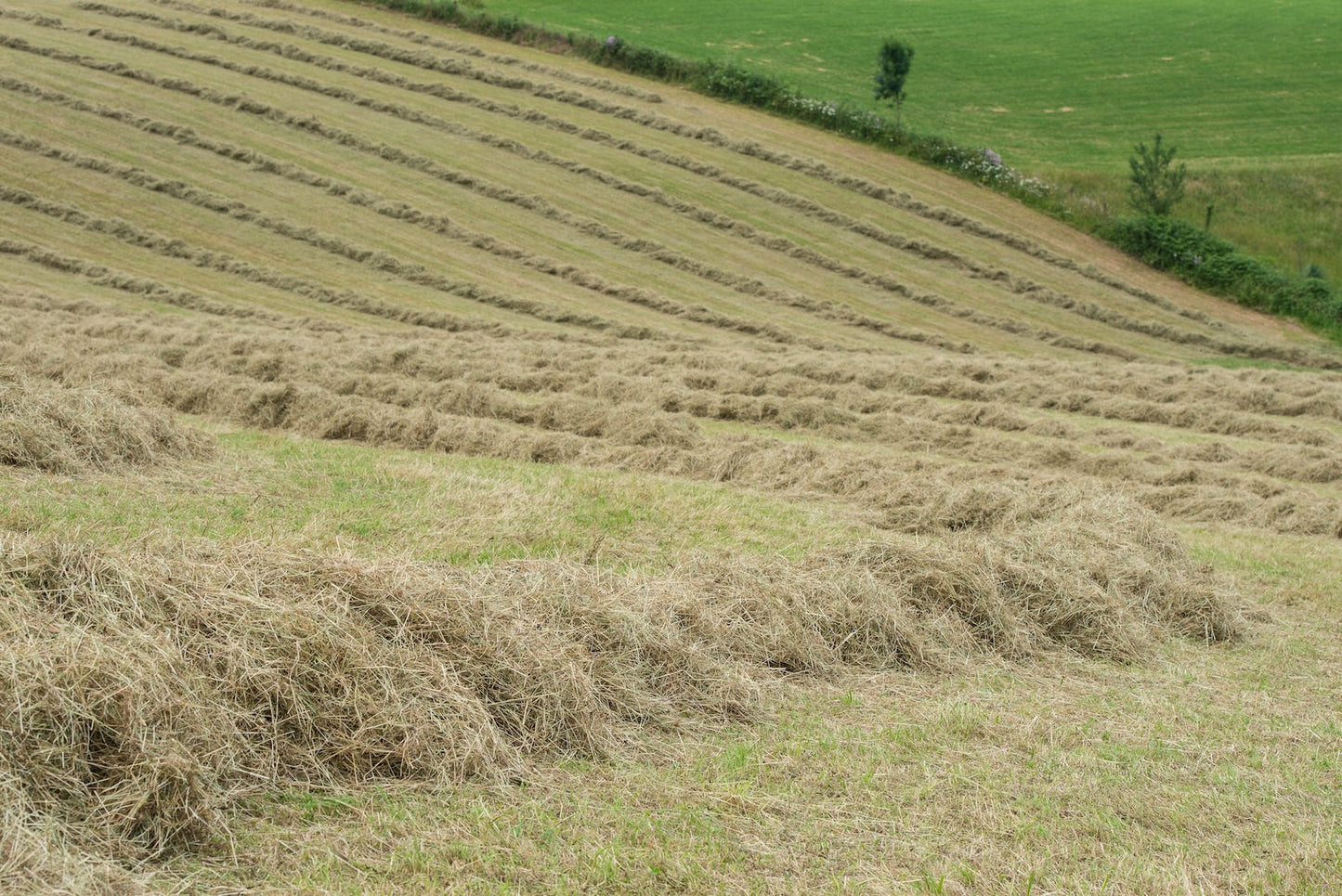 Photo of a freshly mown field in the Béarnaise countryside - Photo to download