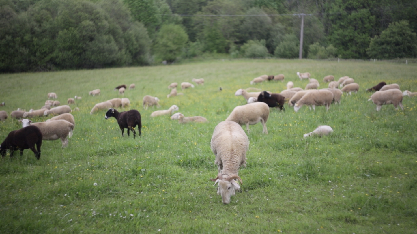 The flock of sheep, Béarnaise countryside, Ossau valley - Video to download