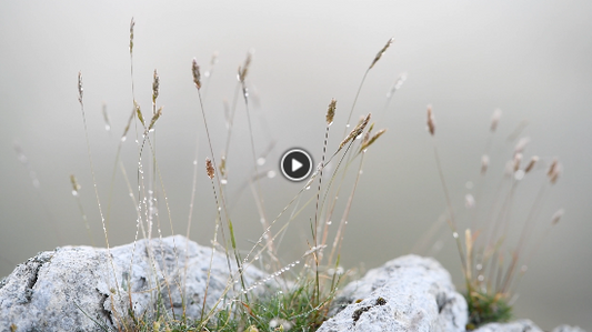 Dans la brume - Vidéo à télécharger