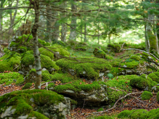 Foto del bosque en el valle de Barétous, foto para descargar