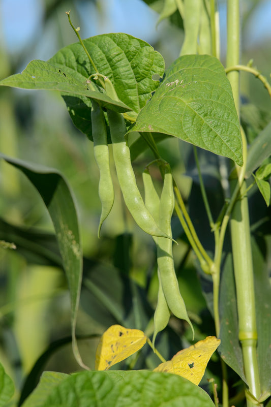 Fotografía vertical de un campo de maíz dulce con plantas de maíz y frijol en la campiña Bearnesa - Foto para descargar