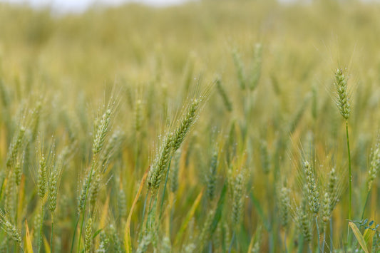 Photo d'un champ de blé vert dans la campagne Béarnaise, rosée du petit matin - Photo à télécharger