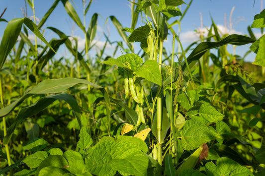 Photo of a field of sweet corn with corn bean plants in the Béarnaise countryside - Photo to download