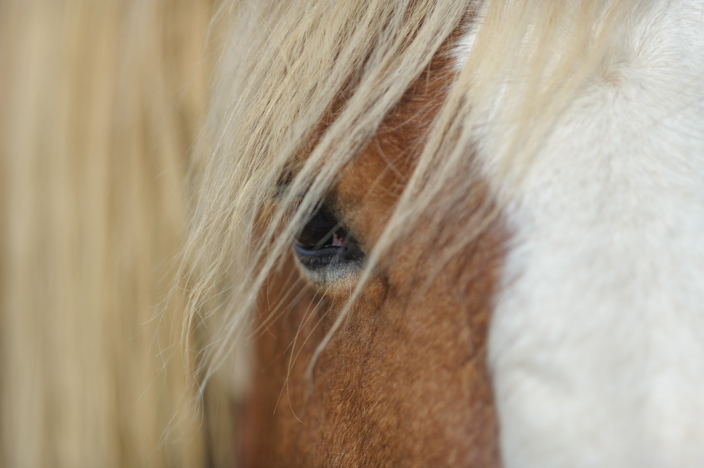 Plan serré sur le regard d'un cheval de trait brun en estive, photo à télécharger