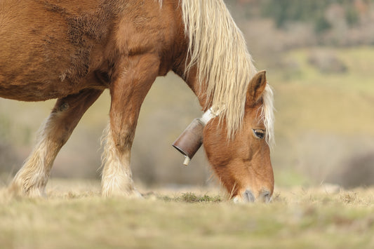 Cheval de trait brun en estive  broute l'herbe des pâturages, cadrage serré, photo à télécharger