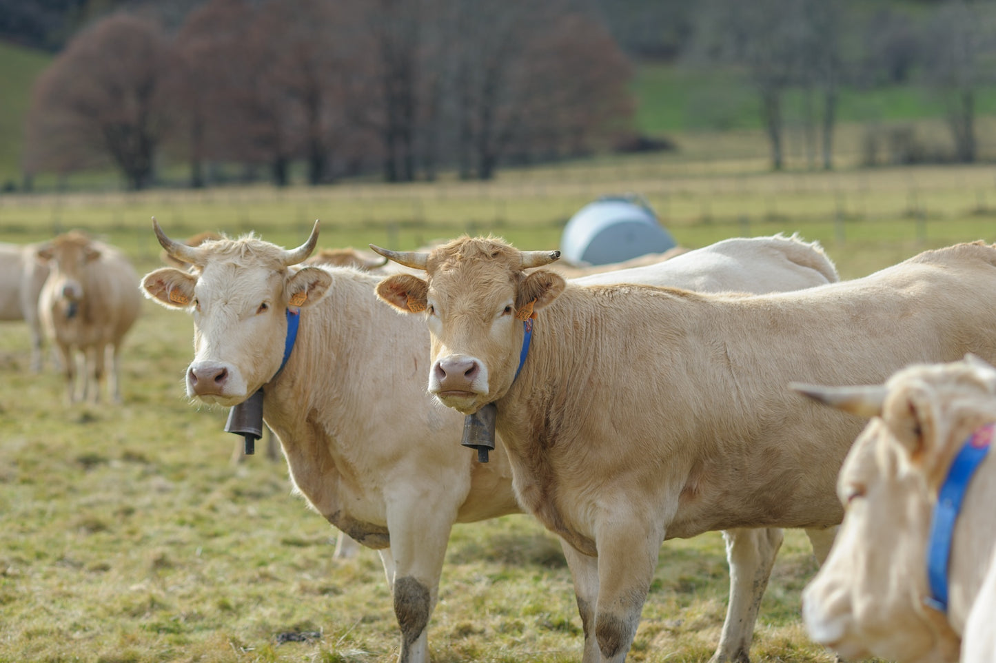 Deux vaches dans un troupeau dans les pâturages regardent le photographe, photo à télécharger