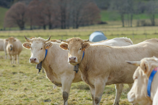 Two cows in a herd in the pasture look at the photographer, photo to download