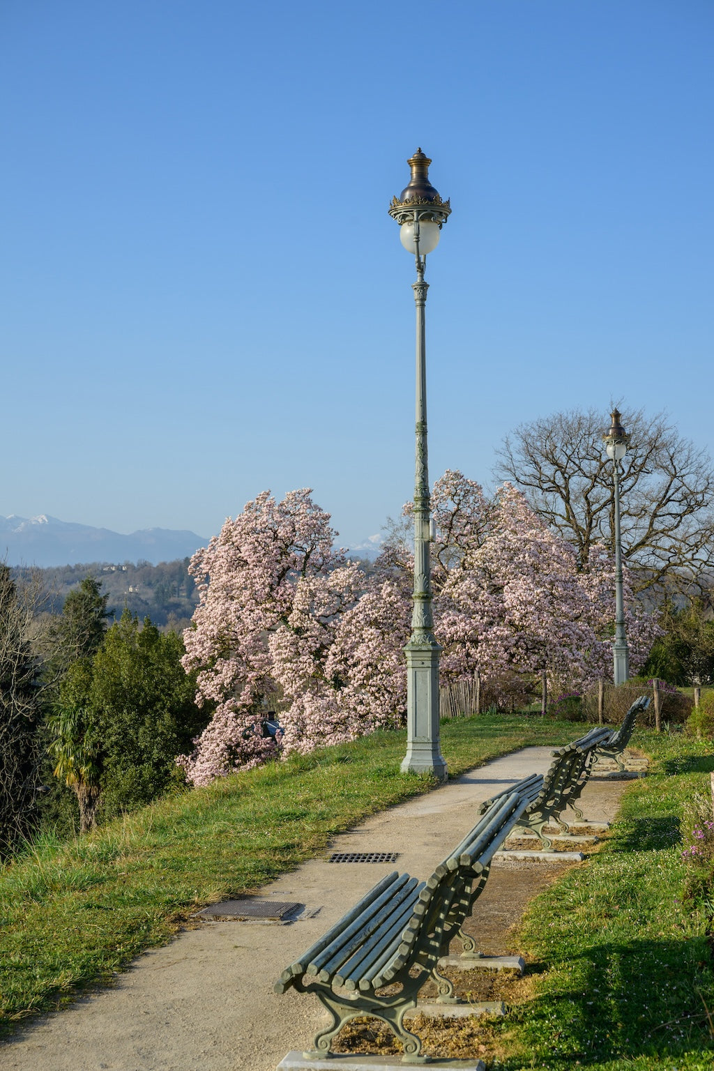 Bancs le long du Parc Beaumont et un magnolia, face aux Pyrénées à Pau - Photo à télécharger