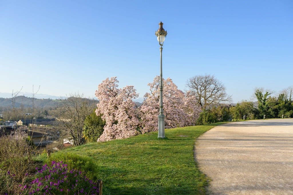 Balade le long du Palais Beaumont et un magnolia, face aux Pyrénées, parc Beaumont à Pau - Photo à télécharger