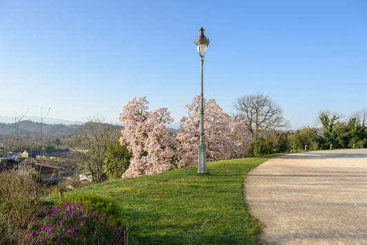 Balade le long du Palais Beaumont et un magnolia, face aux Pyrénées, parc Beaumont à Pau - Photo à télécharger