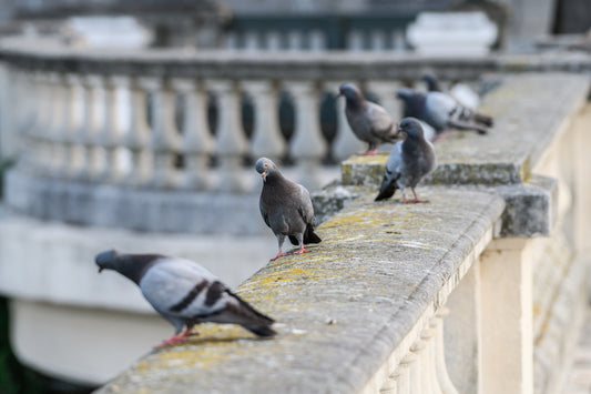 Boulevard des Pyrénées, pigeons perched on the balustrade