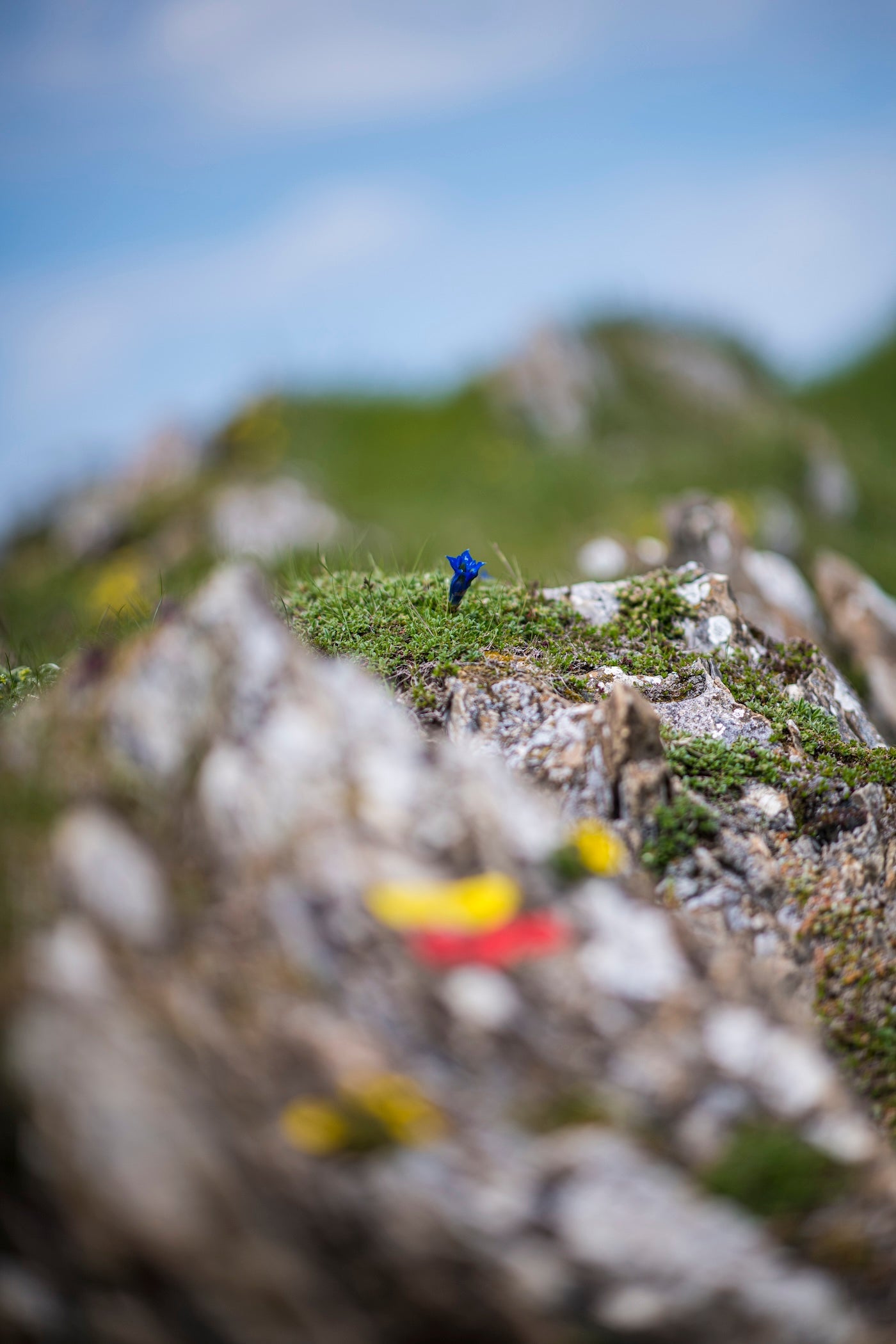 Gentiane de Koch sur un promontoire rocheux, vallée d'Ossau. - Photo à télécharger