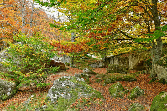 Hêtraie en moyenne  montagne, vallée d'Ossau en automne - Photo à télécharger