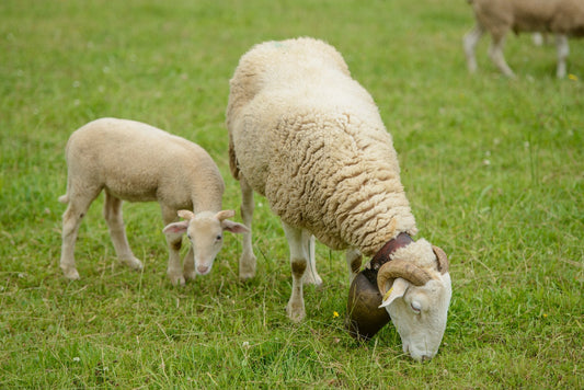 A ewe and her lamb in the summer pastures graze on the rich grass of the pastures