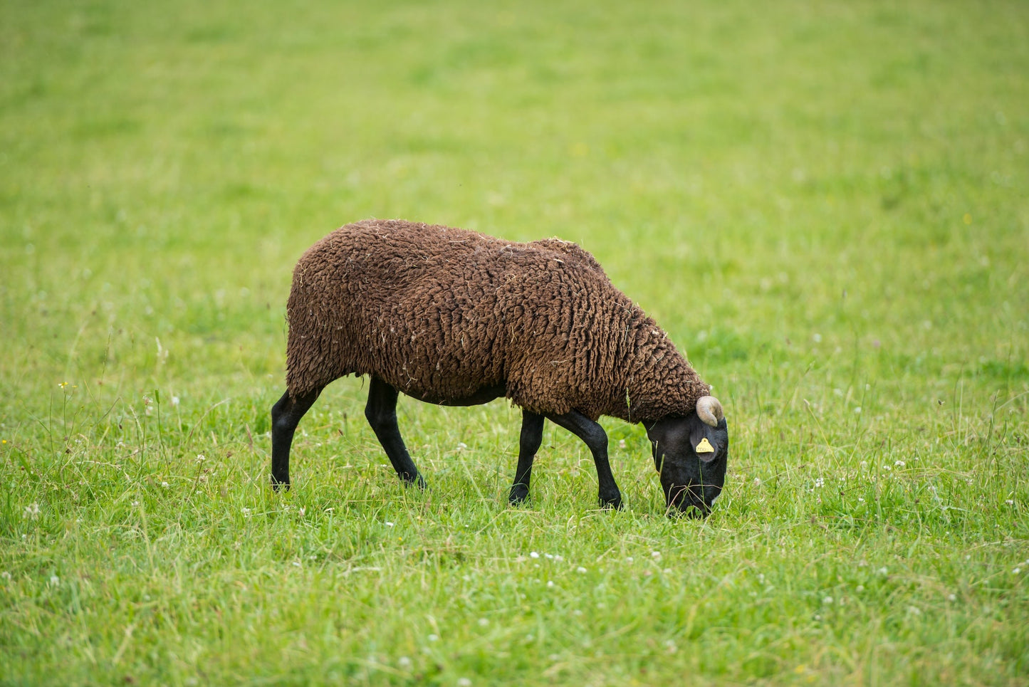 Une Brebis noire du Velay en estive  broute l'herbe grasse des pâturages