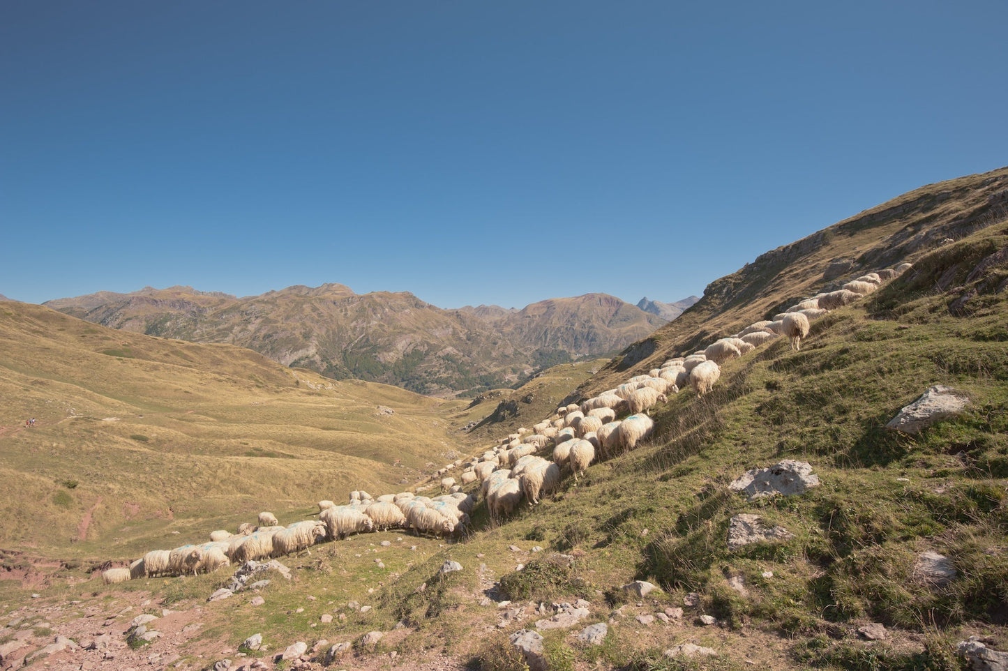 A flock of sheep in the summer pastures grazes on the rich grass of the pastures