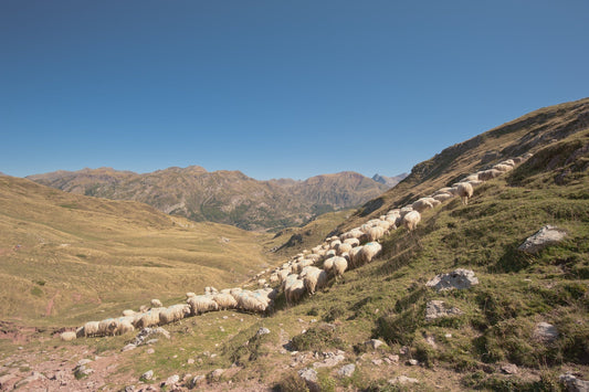 A flock of sheep in the summer pastures grazes on the rich grass of the pastures