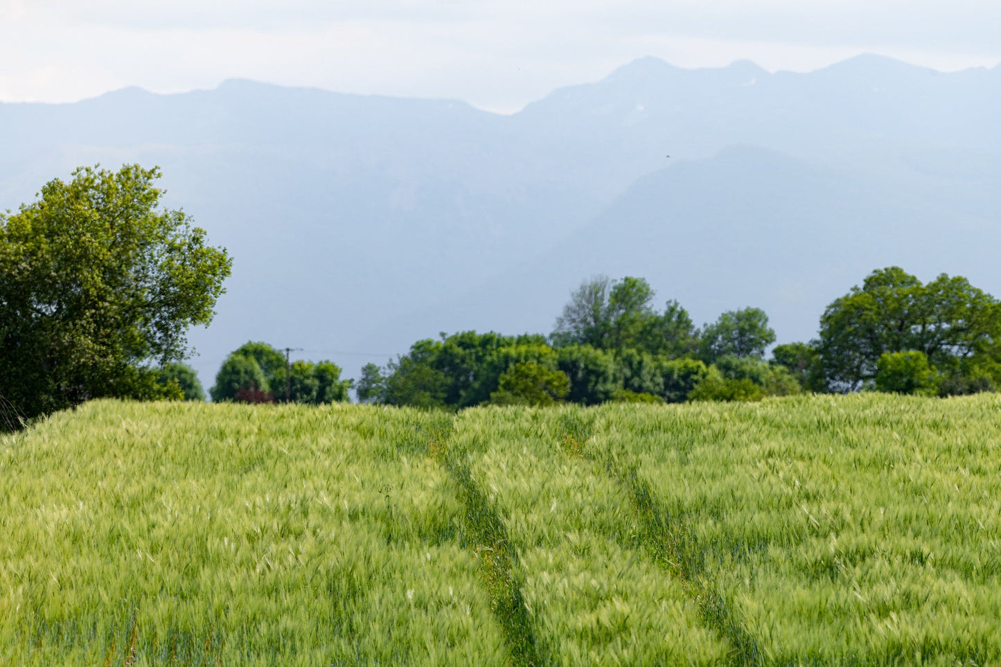 Photo d'un champ de blé vert dans la campagne Béarnaise - Photo à télécharger