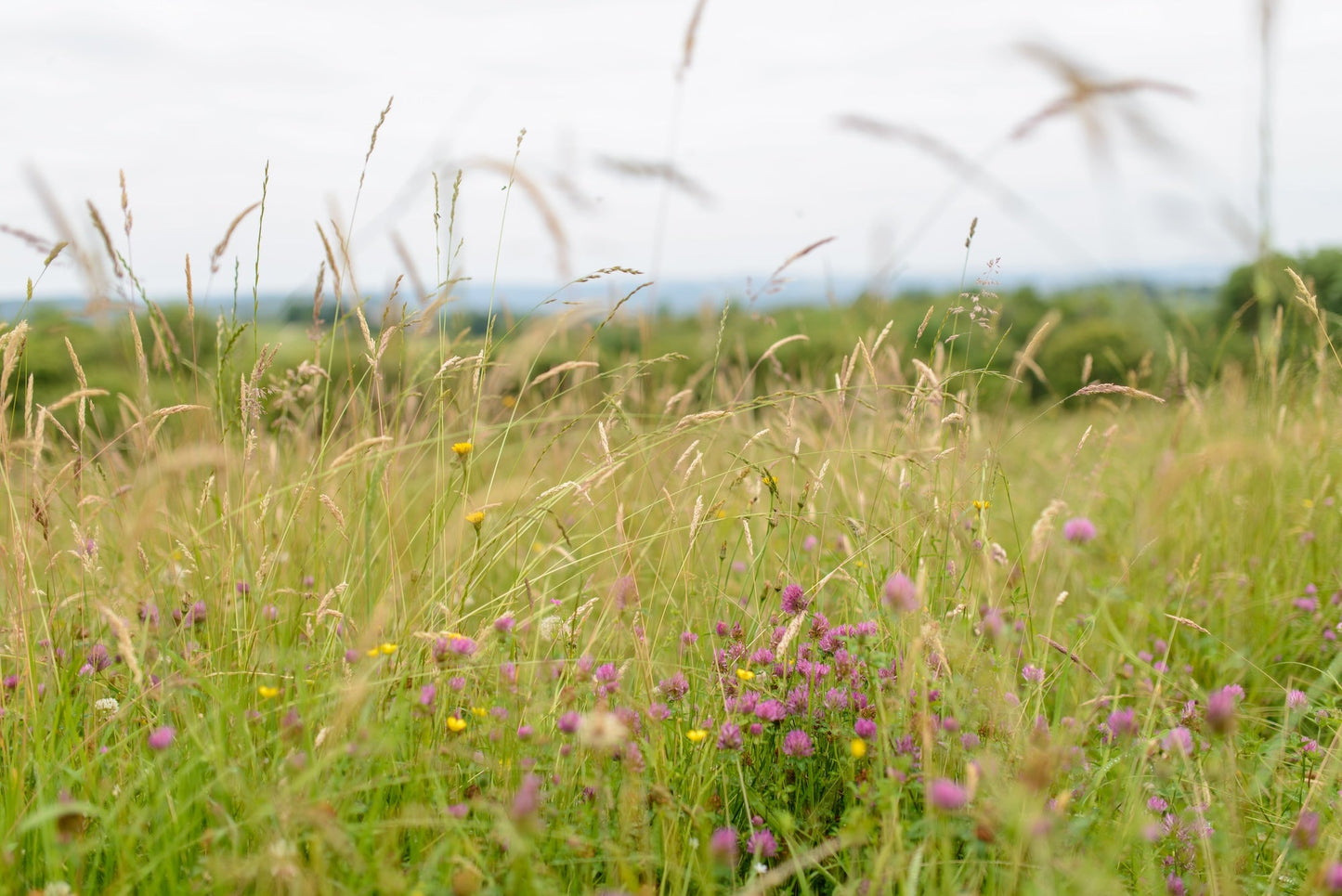 Photo d'un champ avec quelques fleurs violettes dans la campagne Béarnaise - Photo à télécharger