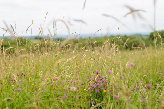 Foto de un campo con algunas flores violetas en la campiña bearnesa - Foto para descargar