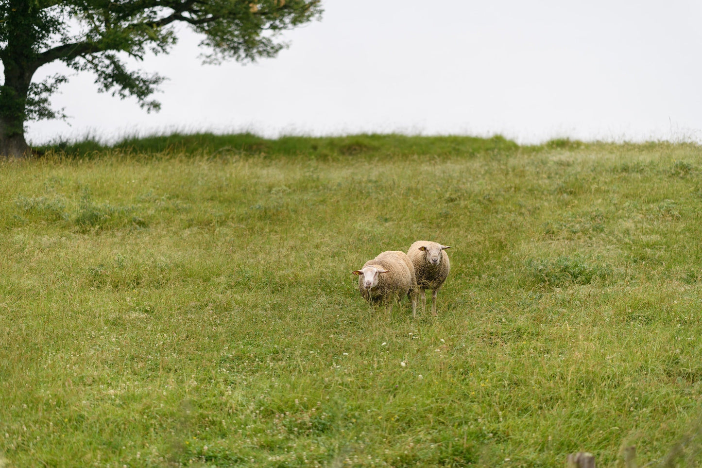 Two sheep in a field graze on the rich grass of the pastures