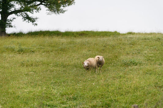 Dos ovejas en un campo pastan en la exuberante hierba de los pastos