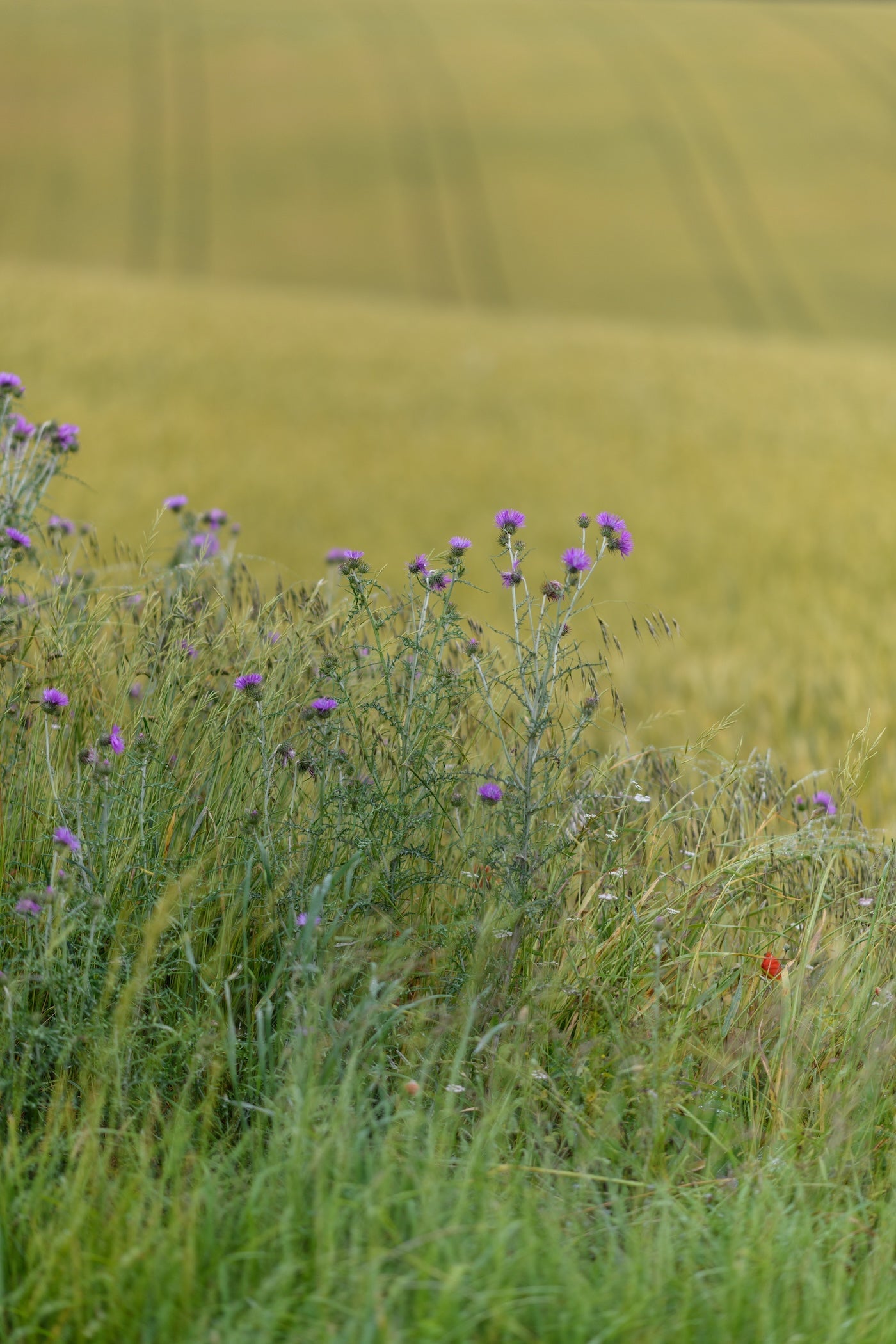 Photo verticale d'un champ avec quelques fleurs violettes dans la campagne Béarnaise - Photo à télécharger