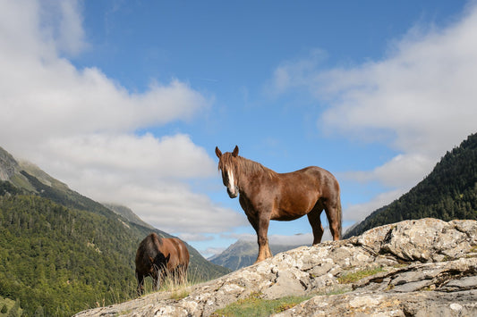 Dos caballos en verano sobre un promontorio rocoso, uno de los cuales mira al fotógrafo, foto para descargar