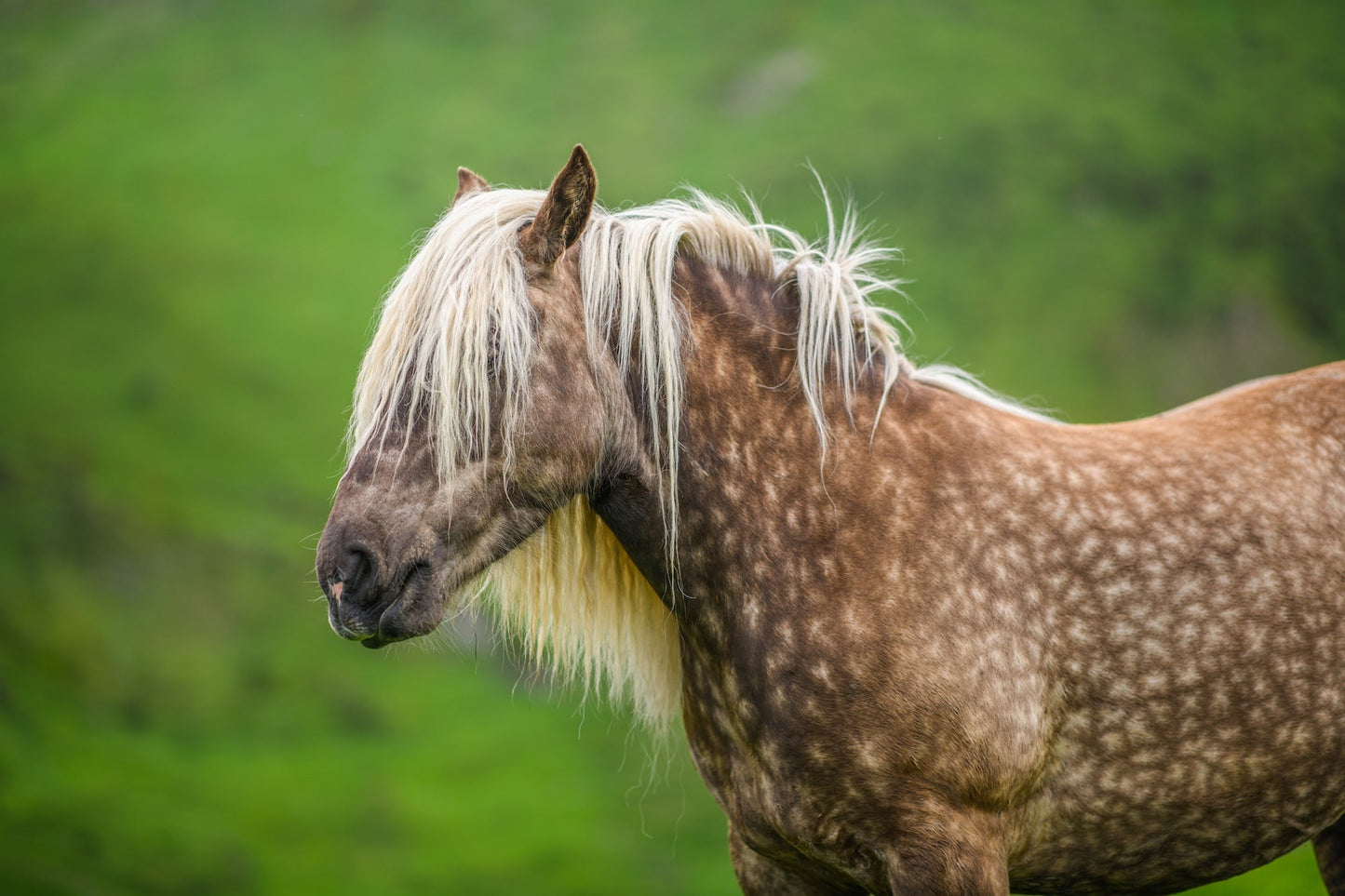 Cheval de trait marron pommelé en estive de côté,  photo à télécharger