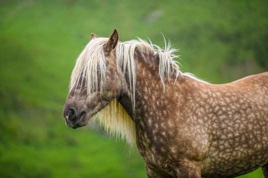 Dappled brown draft horse in summer pasture from the side, photo to download