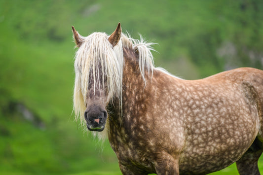 Dappled brown draft horse in summer looks at the photographer, photo to download