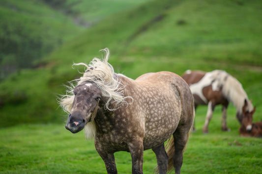 Caballo de tiro en los pastos de verano resoplando en los pastos, foto para descargar