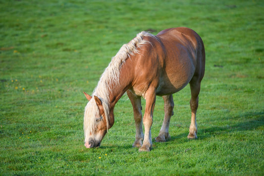 Cheval de trait Comtois dans les pâturages  broute l'herbe des pâturages, photo à télécharger