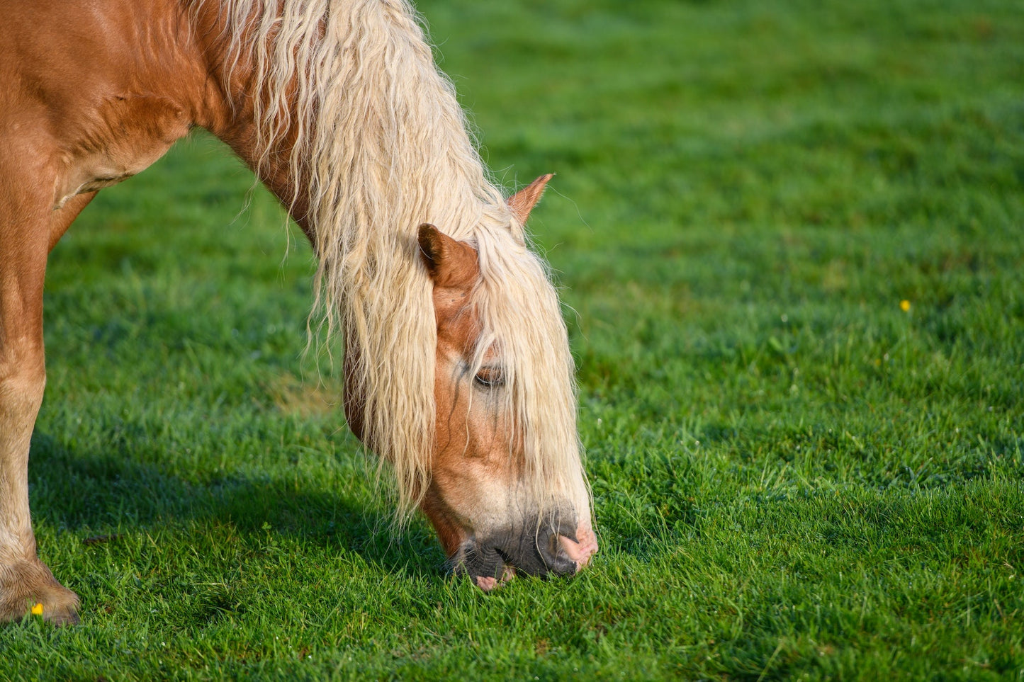 Caballo de tiro Comtois en pastos de verano pastando en pastos, encuadre ajustado, foto para descargar