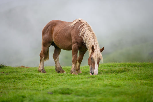 Draft horse in the summer grazes on the lush grass of the pastures in the mist, photo to download