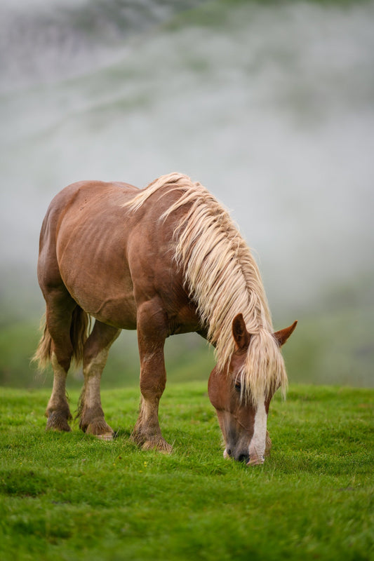 Caballo de tiro en los pastos de verano pasta en la exuberante hierba de los pastos en la niebla, foto en formato retrato