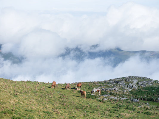 Le troupeau de chevaux de trait, montagne  Béarnaise, vallée d'Ossau - photo à télécharger