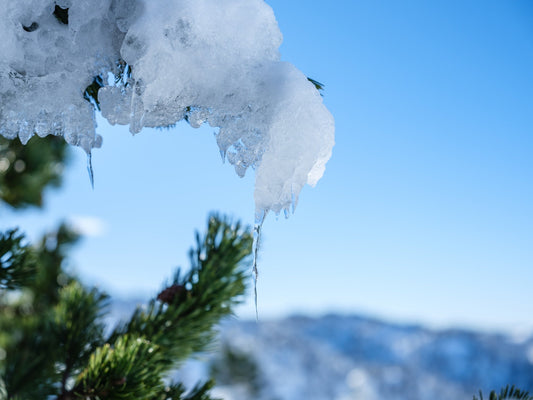 Abeto cuyas ramas están cubiertas de nieve y estalactitas formadas por hielo - Foto para descargar