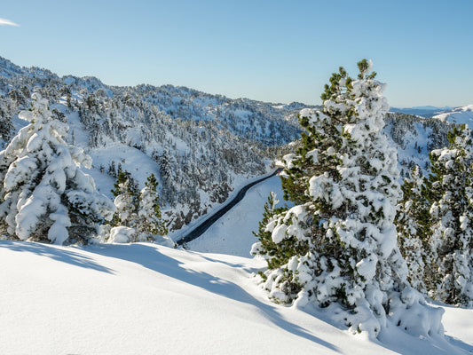 Abetos cuyas ramas están cubiertas de nieve, Col de la Pierre Saint-Martin - Foto para descargar