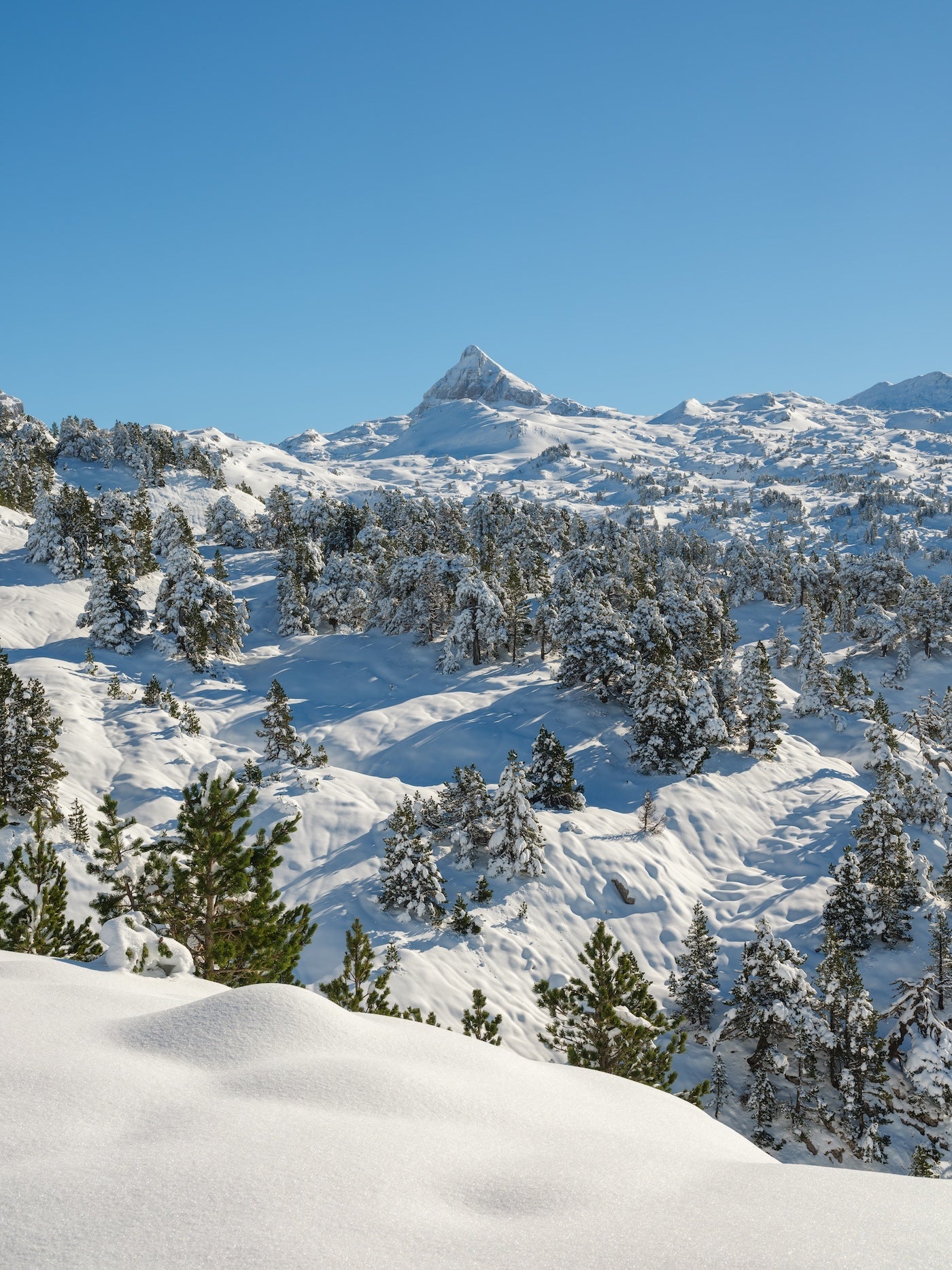 Le pic d'Anie et une multitude de sapins dont les branches sont recouvertes de neige, format portrait, col de la Pierre Saint-Martin - Photo à télécharger